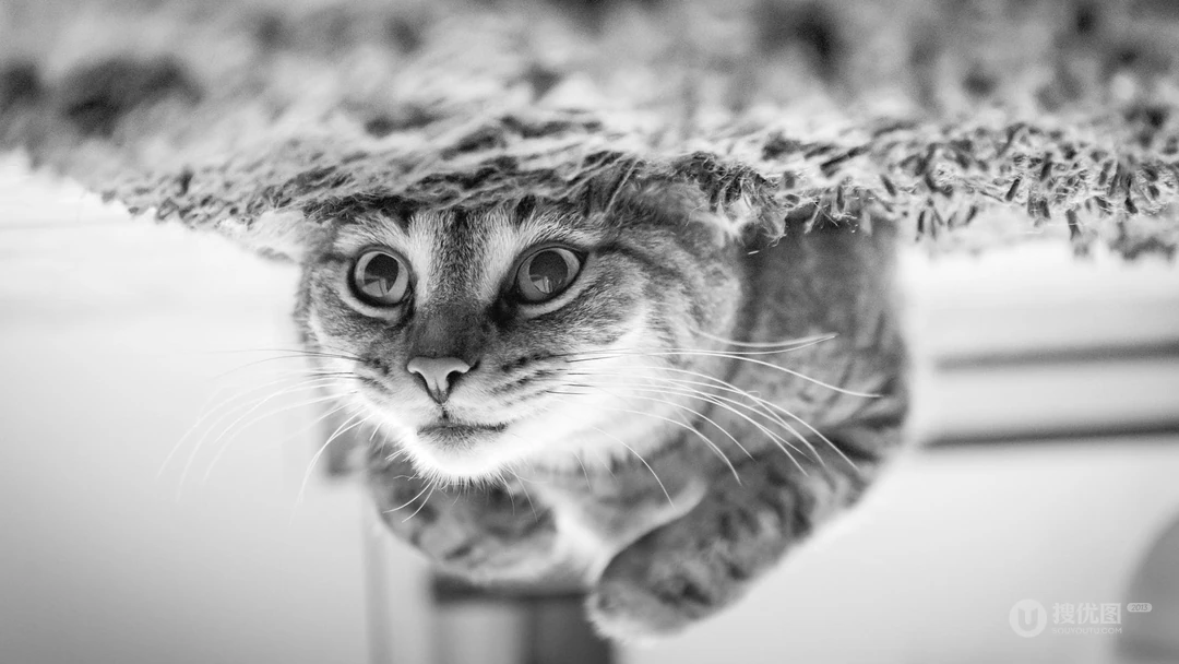 条纹的可爱宠物猫咪桌面壁纸
