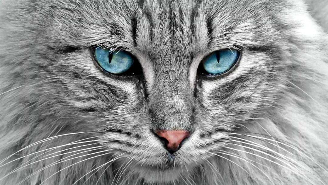 条纹的可爱宠物猫咪桌面壁纸