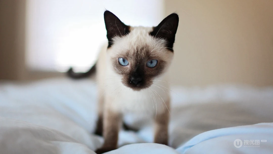 条纹的可爱宠物猫咪桌面壁纸