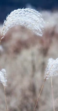 各种环境里的好看芦苇图片