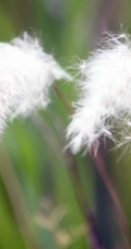 各种环境里的好看芦苇图片