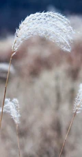 各种环境里的好看芦苇图片
