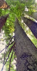植物界的"活化石"，高大挺拔的红杉树（北美红杉）图片