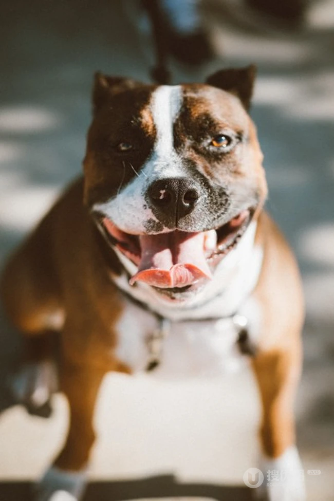憨态可掬的可爱宠物斗牛犬图片 第5张