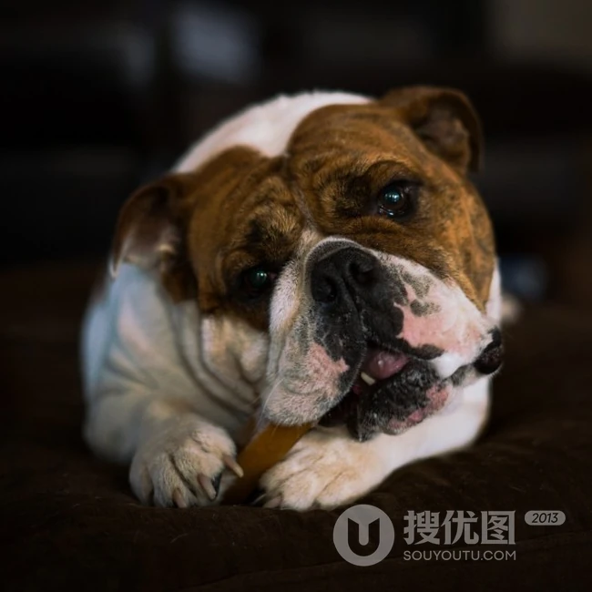 憨态可掬的可爱宠物斗牛犬图片 第9张