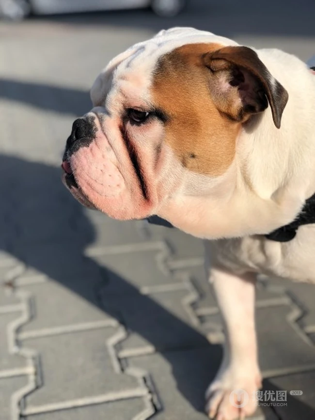 憨态可掬的可爱宠物斗牛犬图片 第3张