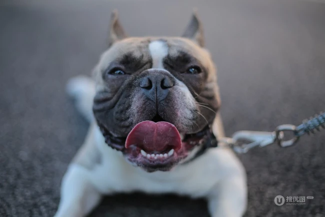 憨态可掬的可爱宠物斗牛犬图片 第4张