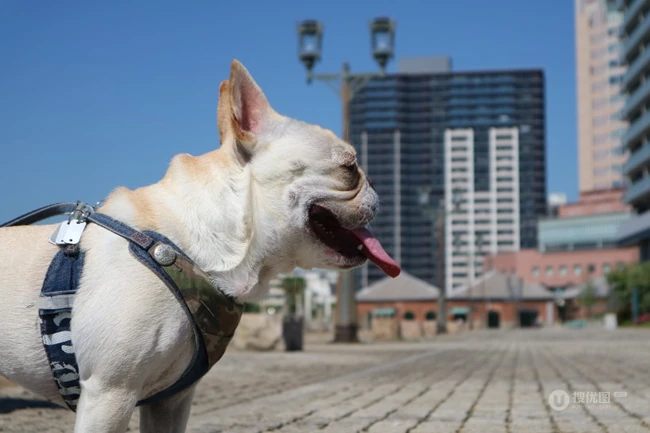 户外跑动中的性格亲切、敦厚的斗牛犬微距图片 第6张