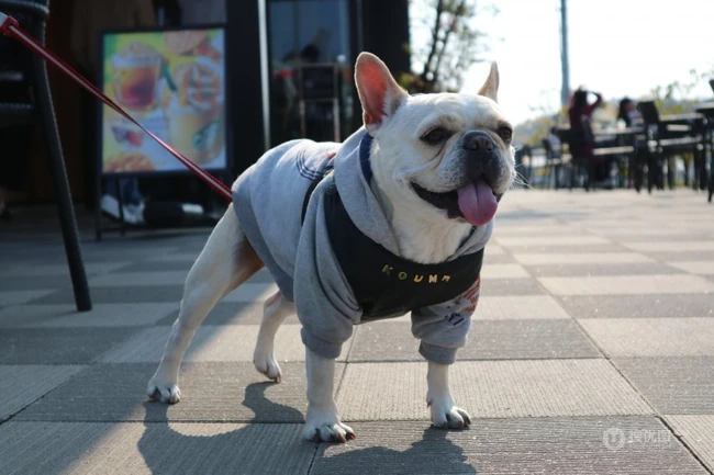 户外跑动中的性格亲切、敦厚的斗牛犬微距图片 第7张