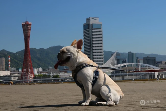 户外跑动中的性格亲切、敦厚的斗牛犬微距图片 第3张