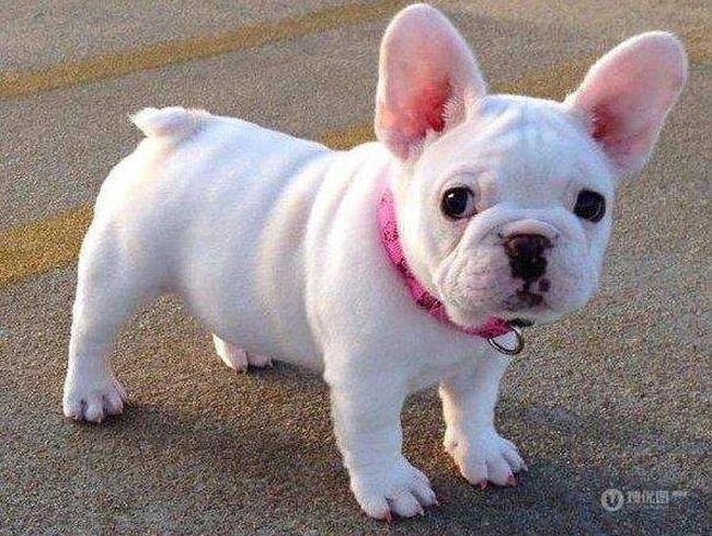 身体健壮、体型紧凑的可爱小型法国斗牛犬图片 第1张