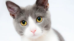 猫咪抬头看的表情动物桌面壁纸