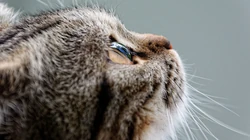 猫咪抬头看的表情动物桌面壁纸