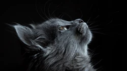 猫咪抬头看的表情动物桌面壁纸