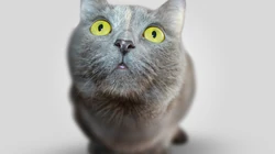 猫咪抬头看的表情动物桌面壁纸