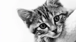 猫咪抬头看的表情动物桌面壁纸