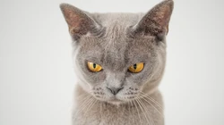 猫咪抬头看的表情动物桌面壁纸