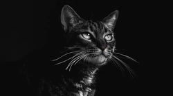 猫咪抬头看的表情动物桌面壁纸
