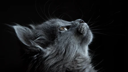 猫咪抬头看的表情动物桌面壁纸