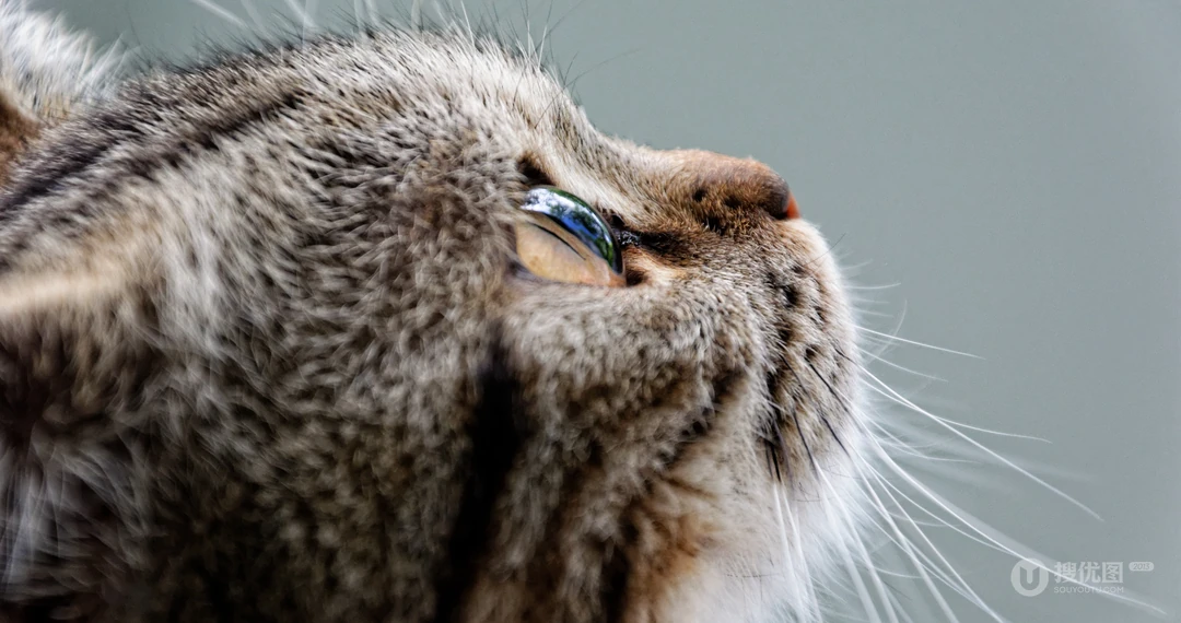 猫咪抬头看的表情动物桌面壁纸