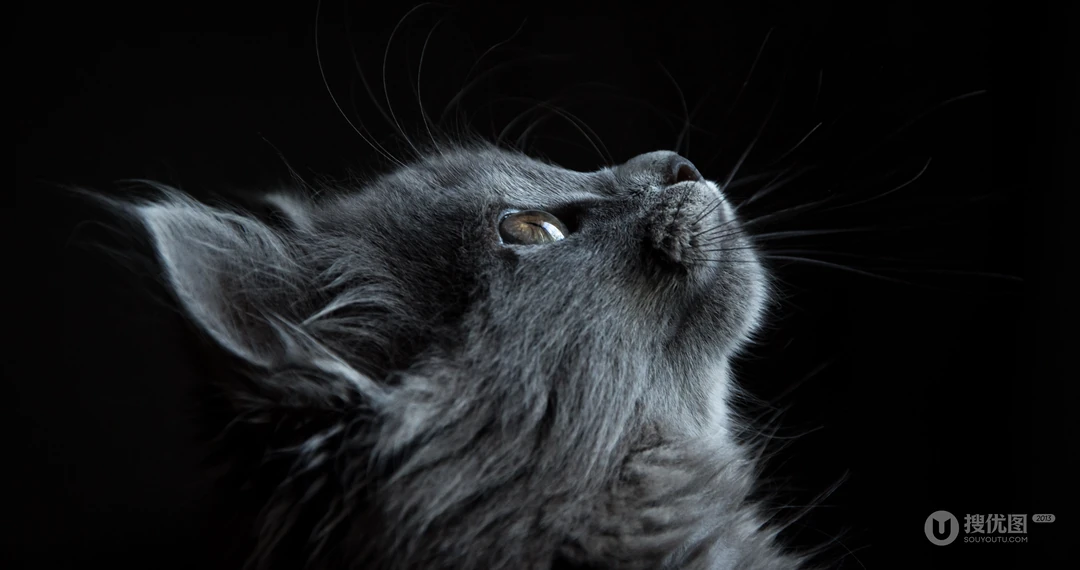 猫咪抬头看的表情动物桌面壁纸