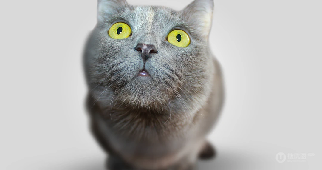 猫咪抬头看的表情动物桌面壁纸