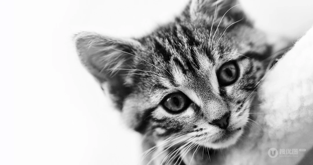 猫咪抬头看的表情动物桌面壁纸