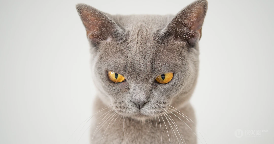 猫咪抬头看的表情动物桌面壁纸