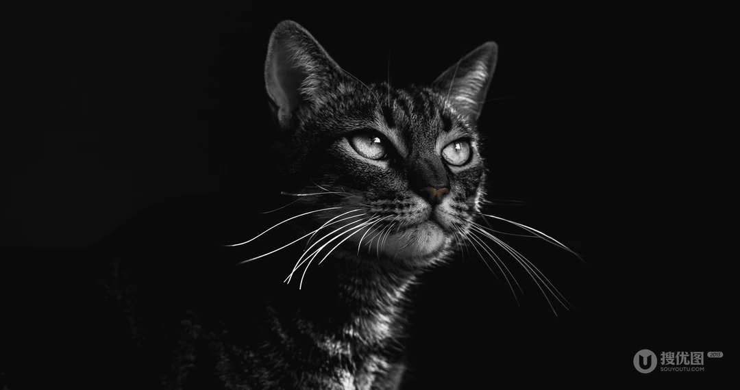 猫咪抬头看的表情动物桌面壁纸