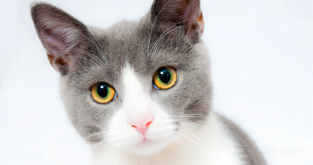 猫咪抬头看的表情动物桌面壁纸