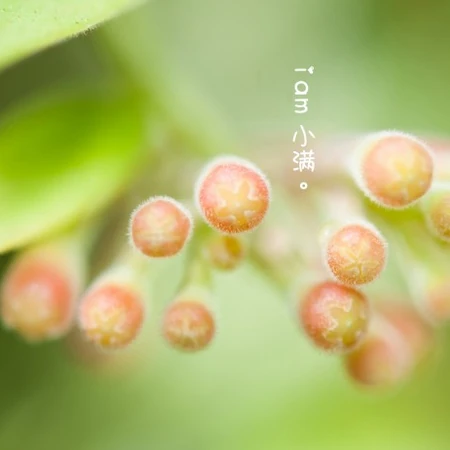 小清新绿色花草为背景的小满节气意境图片
