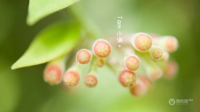 小清新绿色花草为背景的小满节气意境图片