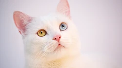 动物猫咪的多彩瞳孔，张开嘴打哈欠的猫咪等桌面壁纸