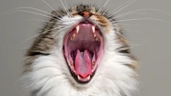 动物猫咪的多彩瞳孔，张开嘴打哈欠的猫咪等桌面壁纸