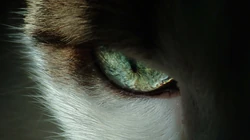 动物猫咪的多彩瞳孔，张开嘴打哈欠的猫咪等桌面壁纸