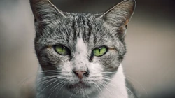 动物猫咪的多彩瞳孔，张开嘴打哈欠的猫咪等桌面壁纸