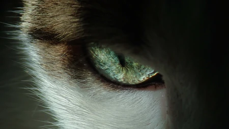 动物猫咪的多彩瞳孔，张开嘴打哈欠的猫咪等桌面壁纸