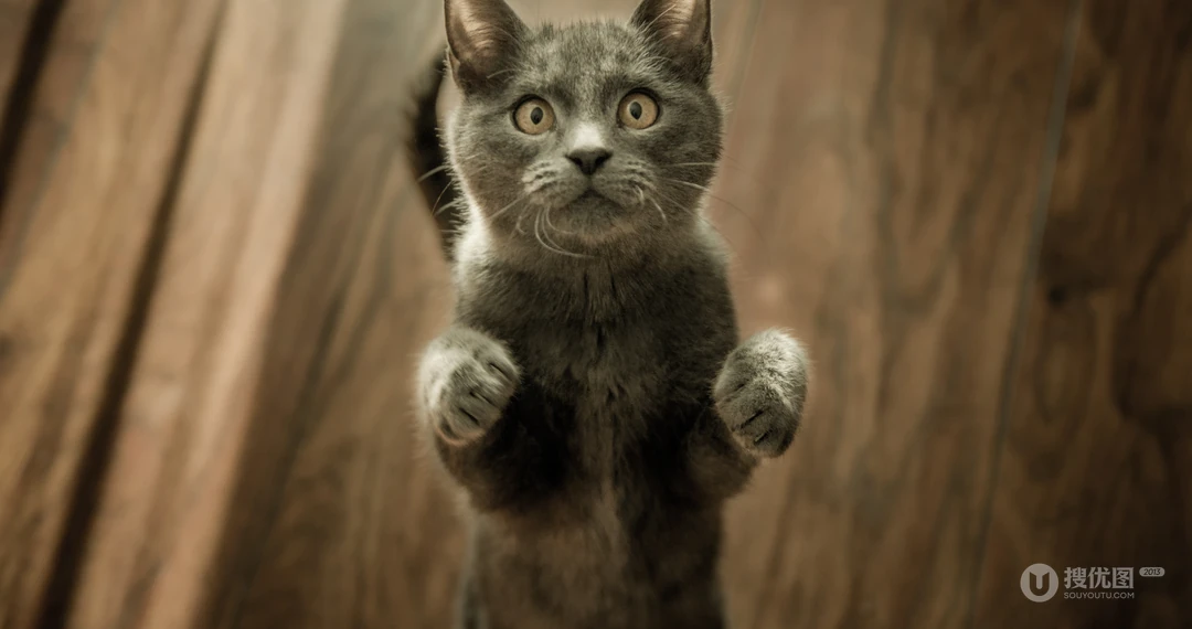 动物猫咪的多彩瞳孔，张开嘴打哈欠的猫咪等桌面壁纸
