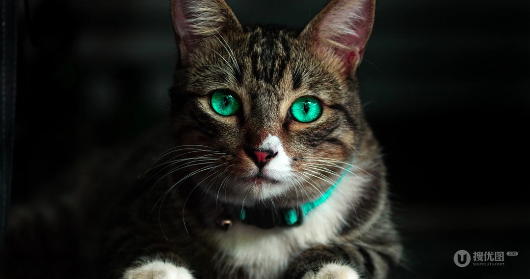 动物猫咪的多彩瞳孔，张开嘴打哈欠的猫咪等桌面壁纸