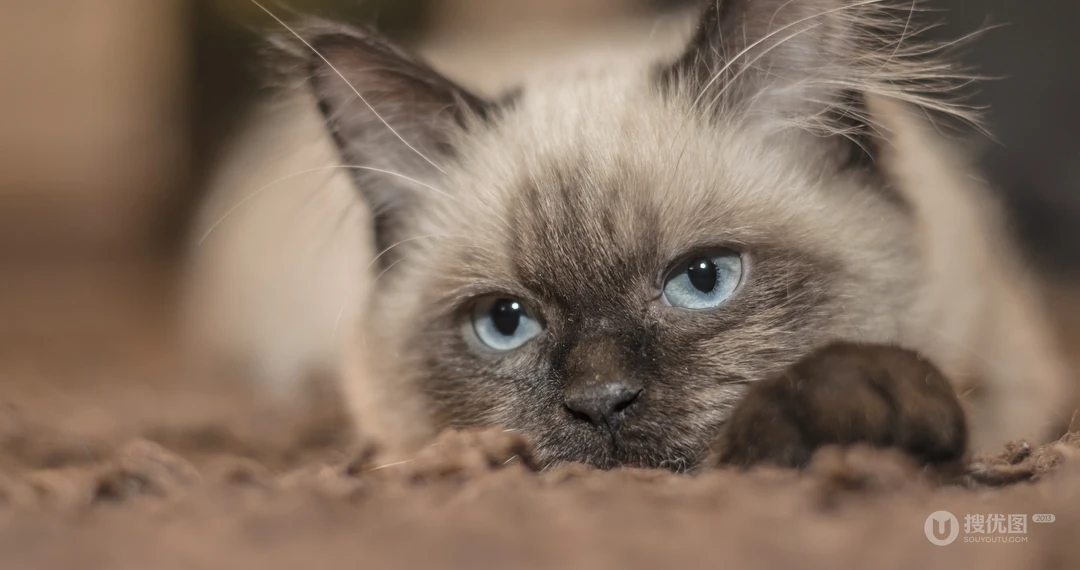 动物猫咪的多彩瞳孔，张开嘴打哈欠的猫咪等桌面壁纸