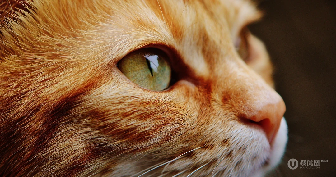 动物猫咪的多彩瞳孔，张开嘴打哈欠的猫咪等桌面壁纸