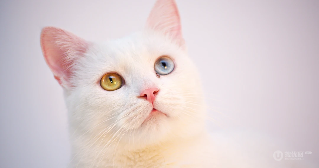 动物猫咪的多彩瞳孔，张开嘴打哈欠的猫咪等桌面壁纸