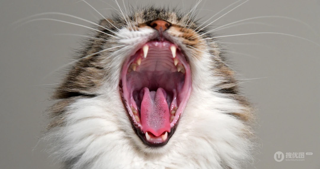 动物猫咪的多彩瞳孔，张开嘴打哈欠的猫咪等桌面壁纸