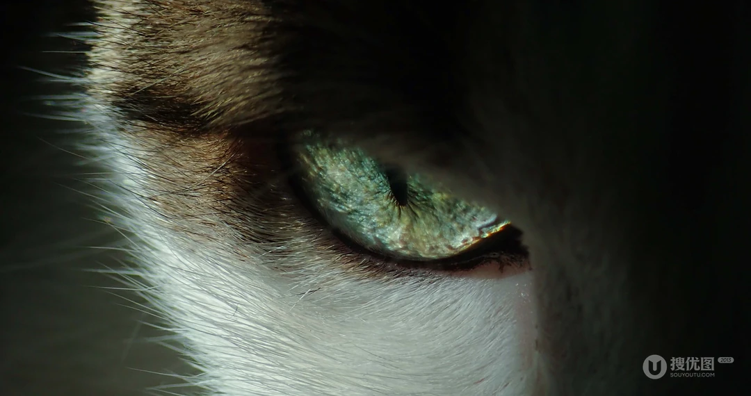 动物猫咪的多彩瞳孔，张开嘴打哈欠的猫咪等桌面壁纸