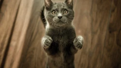 动物猫咪的多彩瞳孔，张开嘴打哈欠的猫咪等桌面壁纸