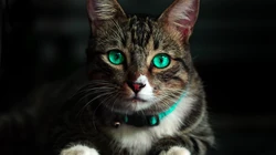 动物猫咪的多彩瞳孔，张开嘴打哈欠的猫咪等桌面壁纸