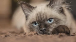 动物猫咪的多彩瞳孔，张开嘴打哈欠的猫咪等桌面壁纸