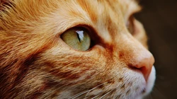 动物猫咪的多彩瞳孔，张开嘴打哈欠的猫咪等桌面壁纸
