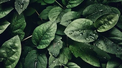 绿色植物叶子&ldquo;茶叶，咖啡叶子&rdquo;的护眼桌面壁纸