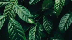 绿色植物叶子&ldquo;茶叶，咖啡叶子&rdquo;的护眼桌面壁纸